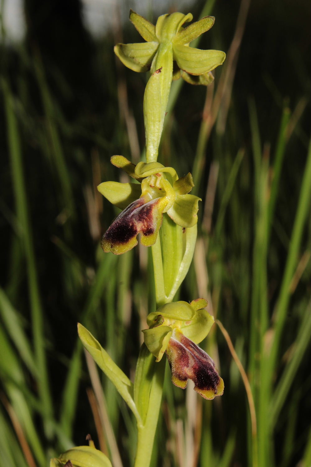 Orchidee Basso PiemonteEntroterra Liguria